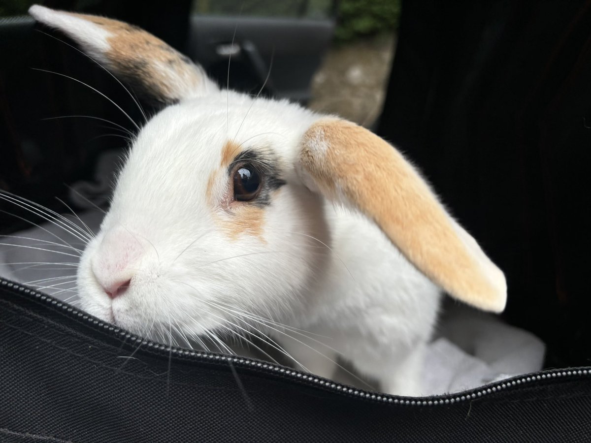 We’ve dedicated our lives to saving bunnies. 
Anyone that follows for long enough can see just how much goes into it, and that we really don’t have a life outside of the rescue. 
You see us in the same clothes, in an old car, same hat, often looking tired. We don’t have fancy
