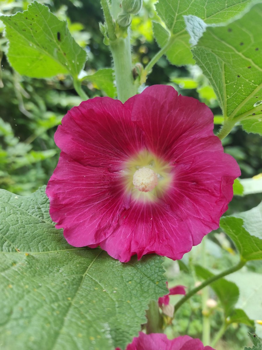 gianni_runco's tweet photo. La bellezza salverà il mondo... #Dostoevskij  #bellezza #BellezzaNaturale #fiori #flowers #vegetables #veganworld #giardino #giardinaggio #fioritura #API #bombi #erboristeria #erbeofficinali #savetheplanet #savethebees #climatechange #frasi #cultura #piante #vegan #govegan https://t.co/2ibPN6YwDX