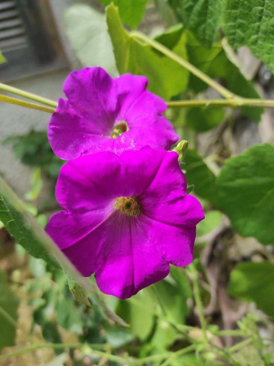 gianni_runco's tweet photo. La bellezza salverà il mondo... #Dostoevskij  #bellezza #BellezzaNaturale #fiori #flowers #vegetables #veganworld #giardino #giardinaggio #fioritura #API #bombi #erboristeria #erbeofficinali #savetheplanet #savethebees #climatechange #frasi #cultura #piante #vegan #govegan https://t.co/2ibPN6YwDX