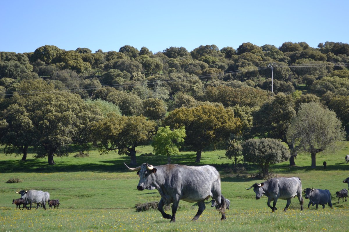 💚 La Raza Morucha tiene una gran capacidad reproductiva y sabe aprovechar muy bien los recursos de la dehesa, de ahí que necesite menos alimento
 
👉🏻 Además, tiene una mayor longevidad, aunque su manejo que es más complicado por su gran temperamento

#DehesaGrande #CarnedeVacuno