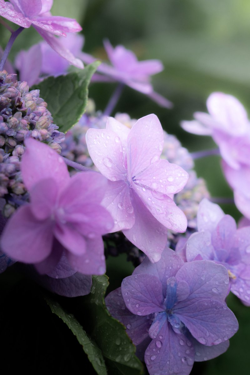 #梅雨なので雨上がりの写真を貼る 

雨上がりはお花がより一層美しくなる瞬間