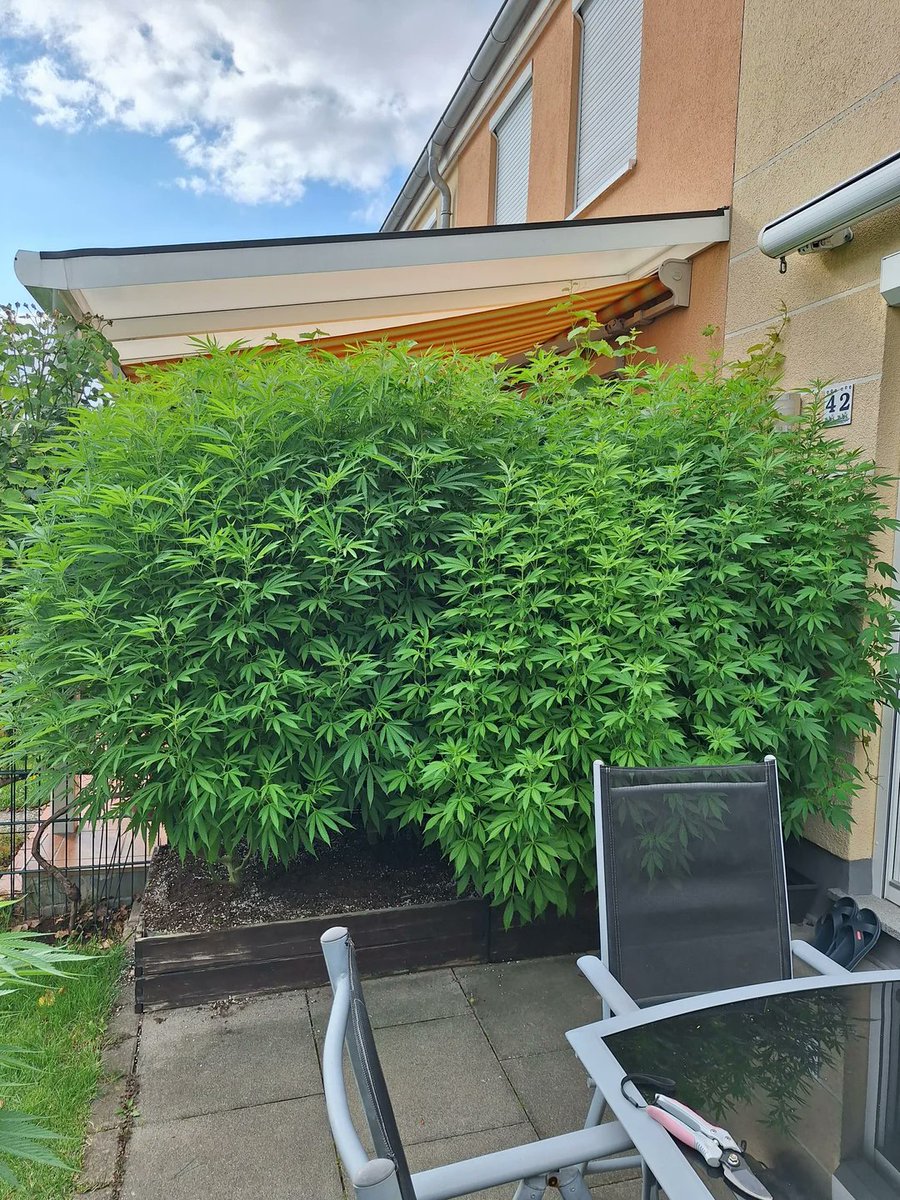 Neighbour complains 🤣
📸:EthebabaC