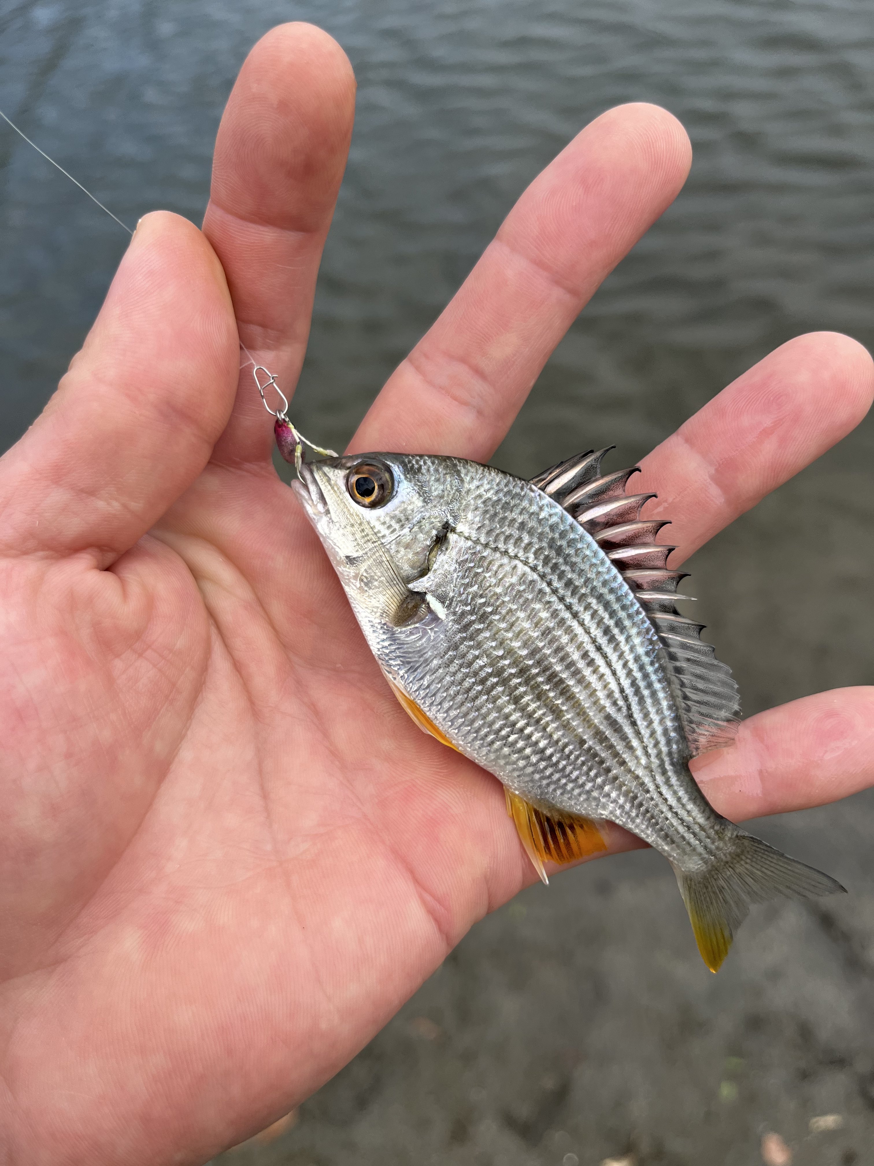 aBuraBoアシスト aBuraBoアシスト