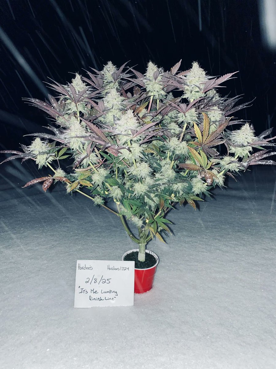 Entry for the Solfire solo cup contest
📸:Call_Me_Little_Foot_