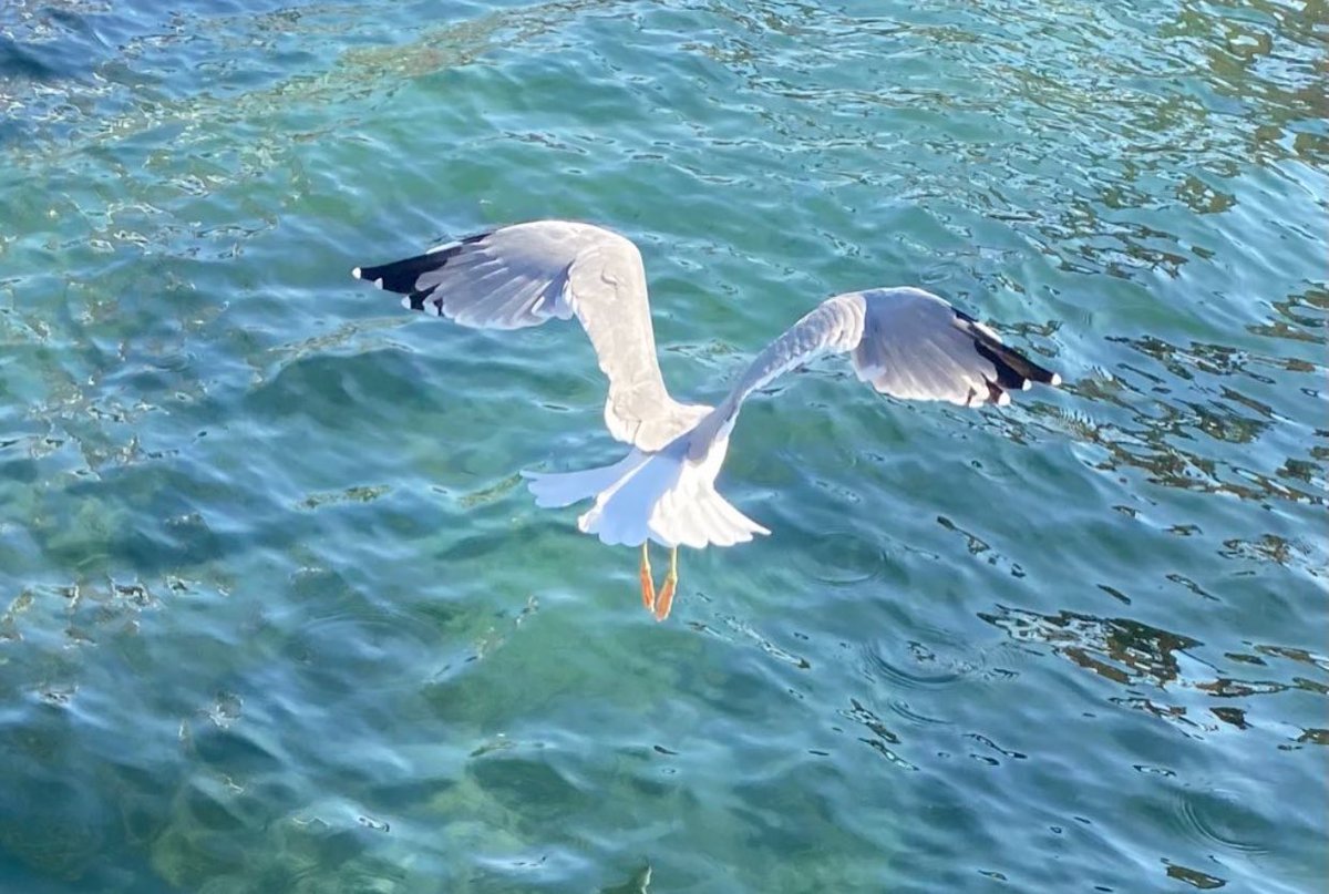“Bu rüzgar her vakit böyle esmeyecek.
Gökte bulut, suda yelken, dalda çiçek.”

Martılar?..❤️