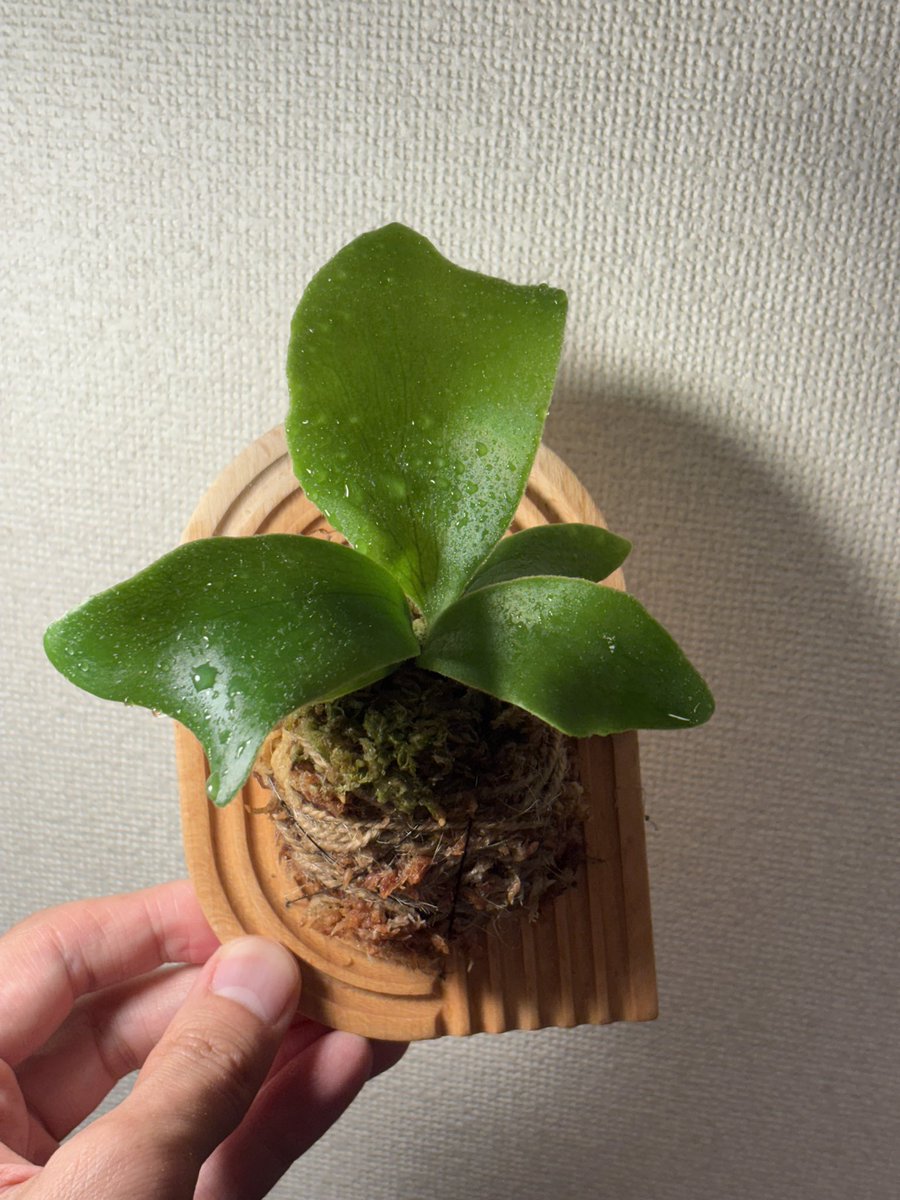 ビカクシダ入荷情報 ② ビカクシダの森