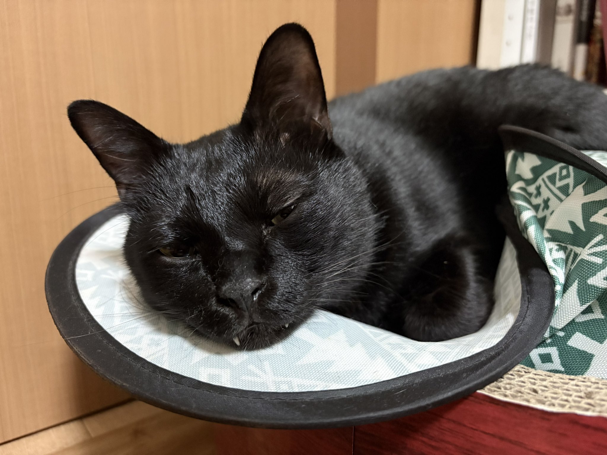 猫野四季＊ on X: 