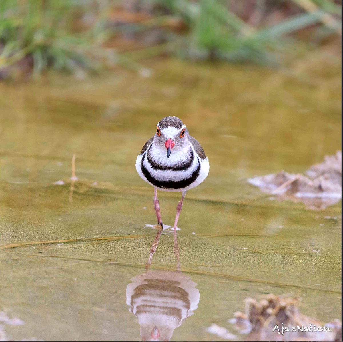 Taxonomic Tidy Up – as it affects waders.
 A definitive, universal, taxonomic list of birds of the world called Avilist ....
waderquest.net/2025/06/18/tax…

Be #inspired by #waders or #shorebirds 
#wildlife #conservation #charity 
Forbes' Plover © AjazNation
