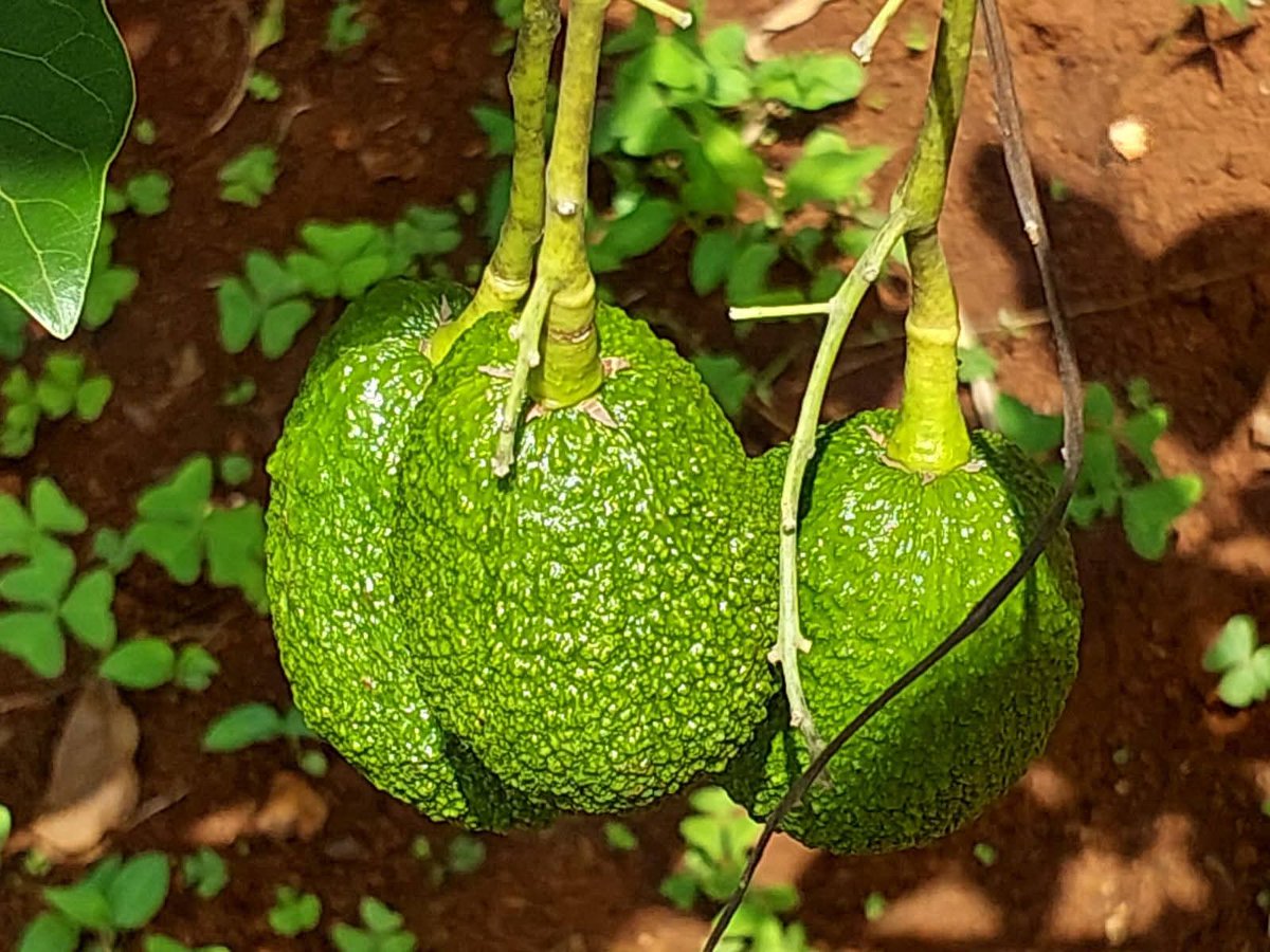 HORTICULTURE ARTπ·πΌ (@farm_with_art) on Twitter photo Start for quality seedlings you will get fruit like this
If you need seedlings reach out <a href="/NSolutionsLtd/">NATURE SOLUTIONS LTD</a> Start for quality seedlings you will get fruit like this
If you need seedlings reach out <a href="/NSolutionsLtd/">NATURE SOLUTIONS LTD</a>