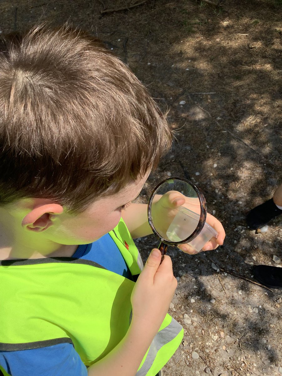 newscothill's tweet photo. Year 1 had a wild time on the heath! π They explored different leaves, did some gentle tree bashing to find hidden bugs π, and imagined what kinds of animals might live nearby πΏοΈπ³ #OutdoorLearning #NatureExplorers #Year1Adventures #NSHYear1 https://t.co/Df4DjrIzby