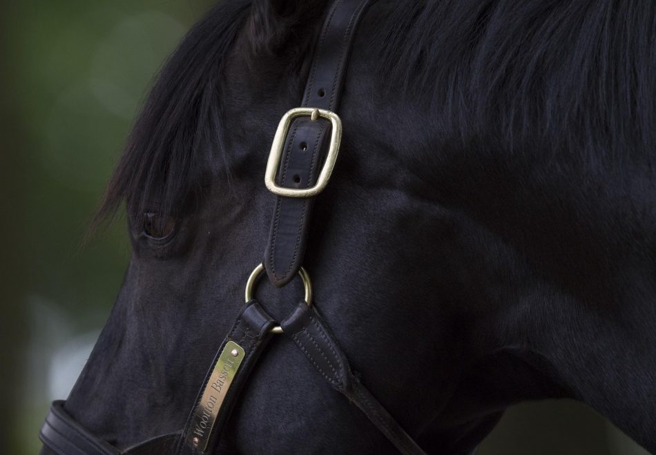 Wootton Bassett's Carmers makes it three from three with a brave success in the Queen's Vase. 

The colt is a homebred for Fiona Carmichael’s Westward Bloodstock and is out of the winning Signe, a Sea The Stars half-sister to Group 1 winners Lord Shanakill, Forever Together and