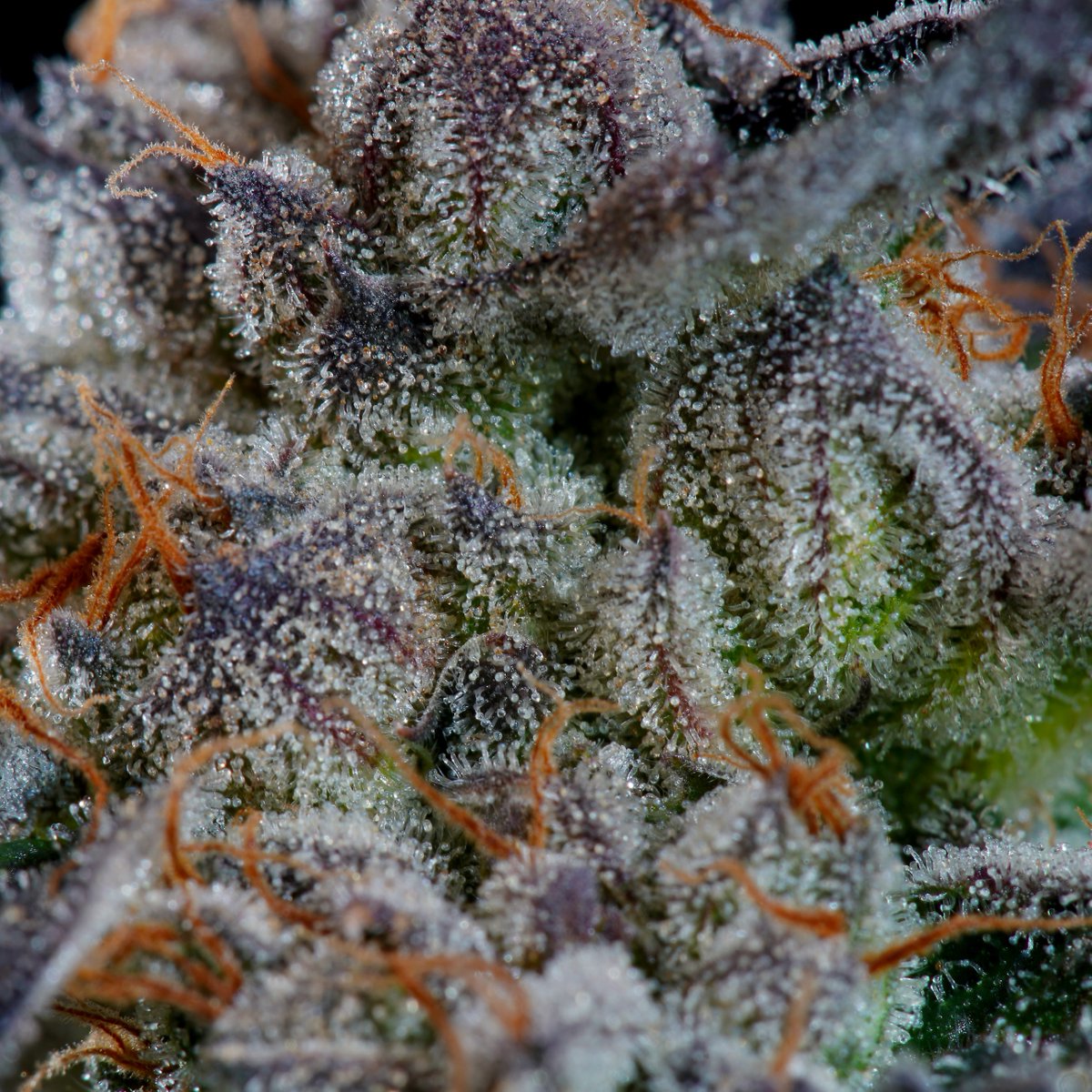 🔍 A closer look at what care, time, and proper selection really look like.

#sunsetparadise is a standout in any garden—bred for both performance and personality : bit.ly/3cHHNna

#paradiseseeds #finestseedcollection #paradiseseedscommunity