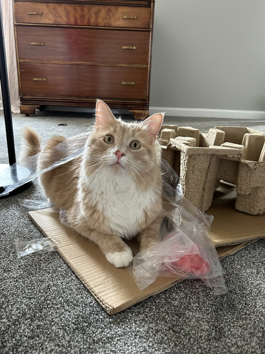ShrimpTeddy's tweet image. Ready to be shipped worldwide