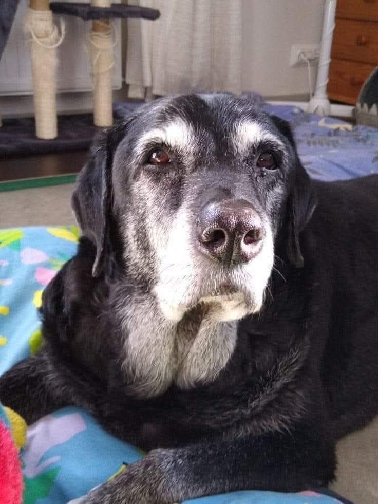 Old dogs are beautiful too ❤️🥰