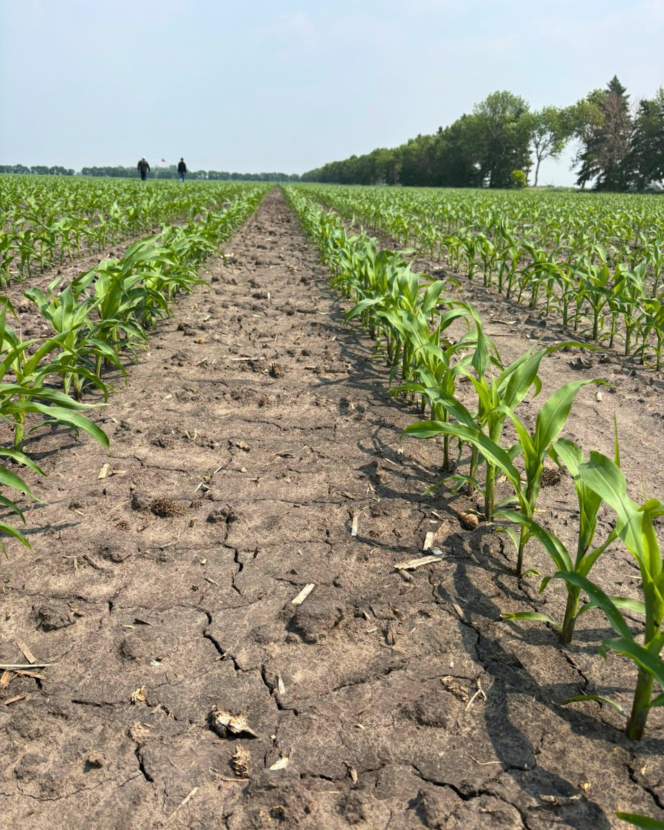 🌽 Check this out: Nicole’s seeing strong yields and excellent stress tolerance with TH6182 — a perfect fit on her farm!

Have questions about what Thunder Seed can do for your crops? Connect with your local dealer or reach out to our expert team today at thunderseed.com