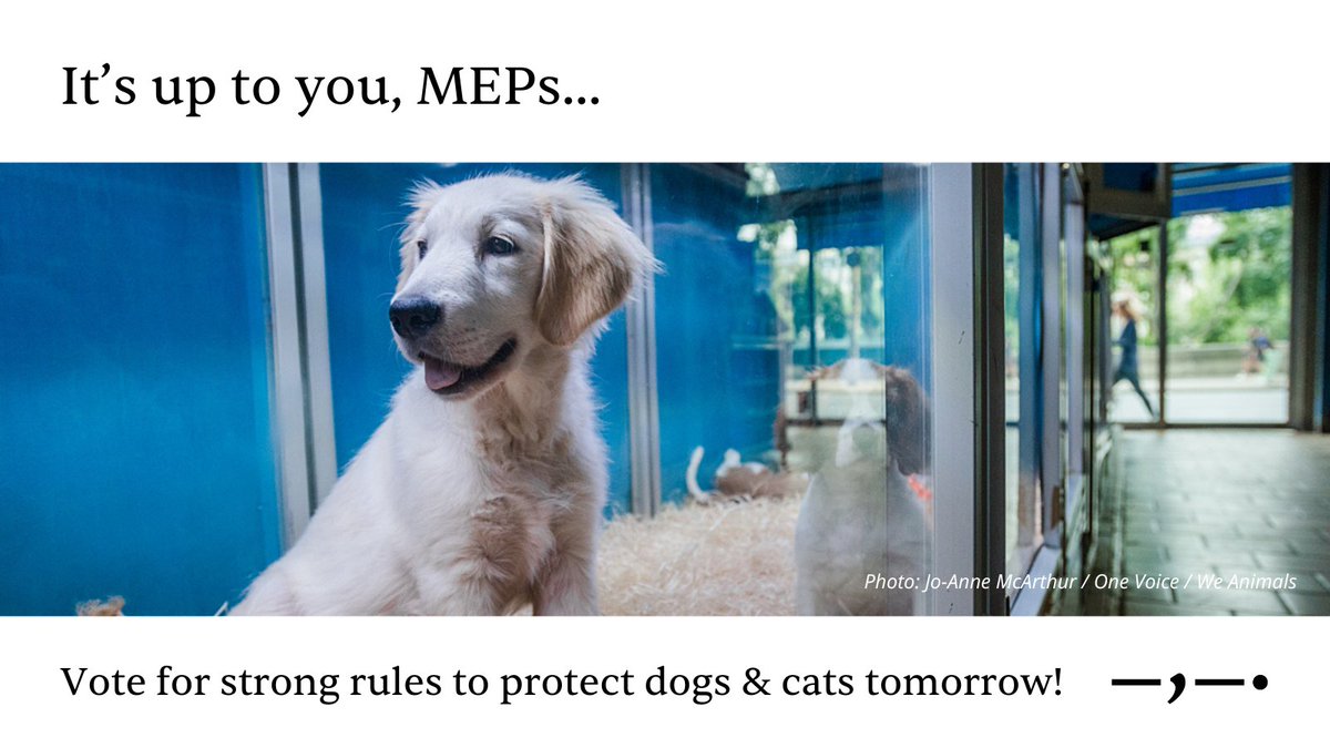 AnimalLawEurope's tweet image. 🚨The new dog & cat regulation is lacking key points to stop the illegal trade. We need:
🐾Mandatory microchipping of ALL dogs & cats
📊 Online platforms should verify identification and registration before sale—not leave it to buyers
⚖️Criminal penalties for violators…