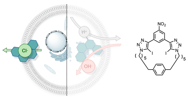 ChemLangton's tweet image. Many congrats to Martin for his paper on highly chloride selective anionophores @ChemEurJ with @duarte_group Impressive single-handed effort spanning synthesis, ion transport experiments, DFT and MD. @OxfordChemistry @OxfordSynthesis tinyurl.com/mwy8p4v7