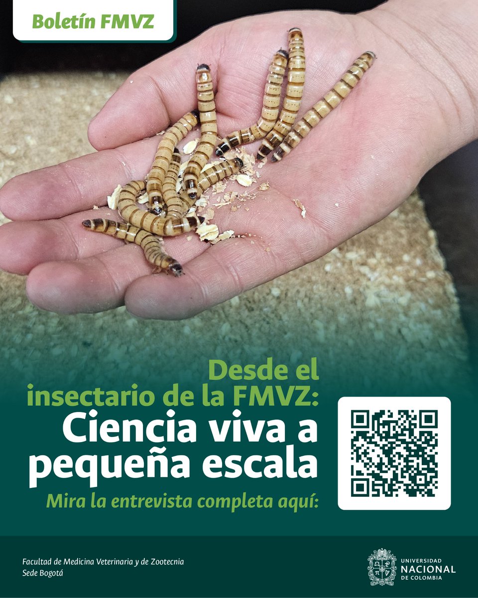 Facultad Medicina Veterinaria y de Zootecnia UNAL (@fmvz_unal) on Twitter photo ¿Sabías que en la Facultad tenemos un espacio lleno de ciencia, investigación y… muchos insectos? 🐜🦋🕷️
Desde la <a href="/R_FMVZ/">Revista FMVZ</a> se realizó una entrevista exclusiva, donde se exploró el insectario de la facultad, hoy conocido como "Grupo de estudio de Artrópodos Terrestres CINAT ". ¿Sabías que en la Facultad tenemos un espacio lleno de ciencia, investigación y… muchos insectos? 🐜🦋🕷️
Desde la <a href="/R_FMVZ/">Revista FMVZ</a> se realizó una entrevista exclusiva, donde se exploró el insectario de la facultad, hoy conocido como "Grupo de estudio de Artrópodos Terrestres CINAT ".