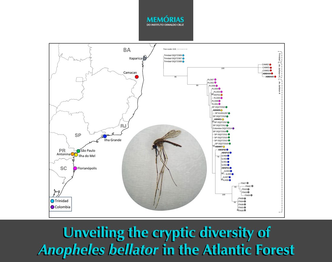 A new study published in <a href="/MemoriasJournal/">Memorias Journal</a> aimed to investigate the genetic population structure of An. bellator in the Brazilian Atlantic Forest using a COI gene fragment. Mosquitoes were collected from Bahia, Rio de Janeiro, Paraná, and Santa Catarina. memorias.ioc.fiocruz.br.