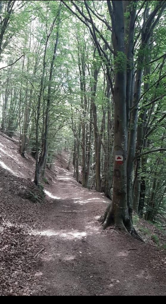 30 giugno 2025 ✔️Camminata lenta e consapevole nella natura✔️ Esercizi di respirazione e ascolto sensoriale✔️Pausa rigenerante lontano dallo stress quotidiano. Evento gratuito Prenotazione obbligatoria entro le h 10:00 del 27/6 mail con nome cognome e tel a info@parcoportofino.it