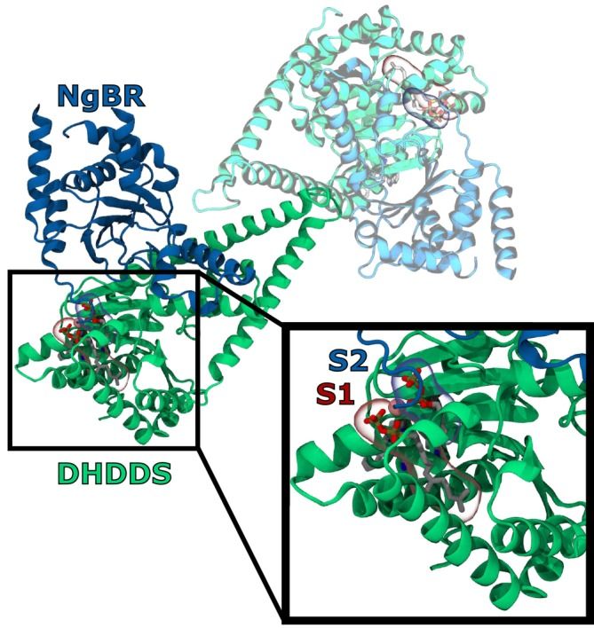 What's this? New research shows that directionally challenged proteins lead to eye and neurological disease? If you'd like to know more, read all about the research here: 
natsci.msu.edu/news/2025/2025…