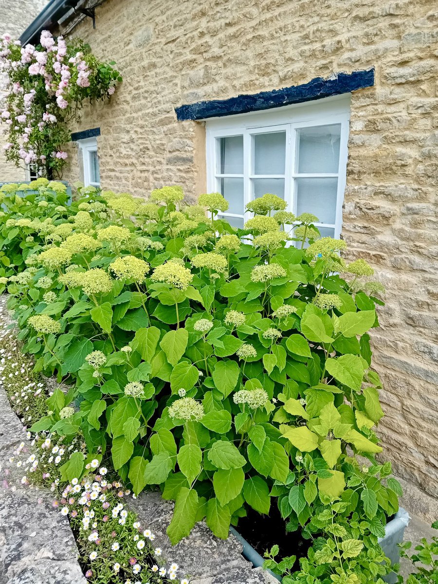 The Hydrangea Annabelle are coming  #TheChestnuts #Shilton #garden #Cotswolds