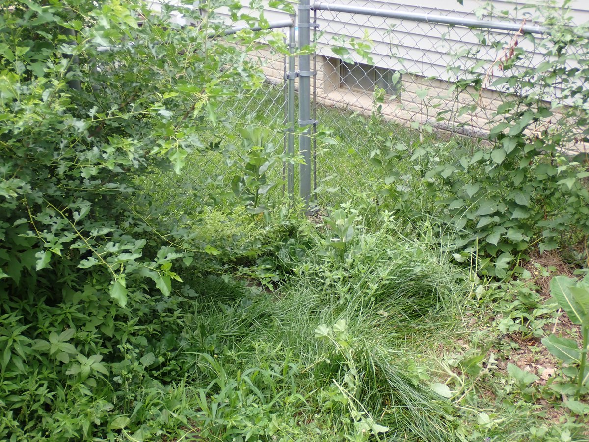 I have SO MUCH milkweed this year.  I've been trying to clean out all the stuff that's growing in between them.  The vines from the fence spread out and were suffocating them.  That's why the front yard ones are so much bigger.
