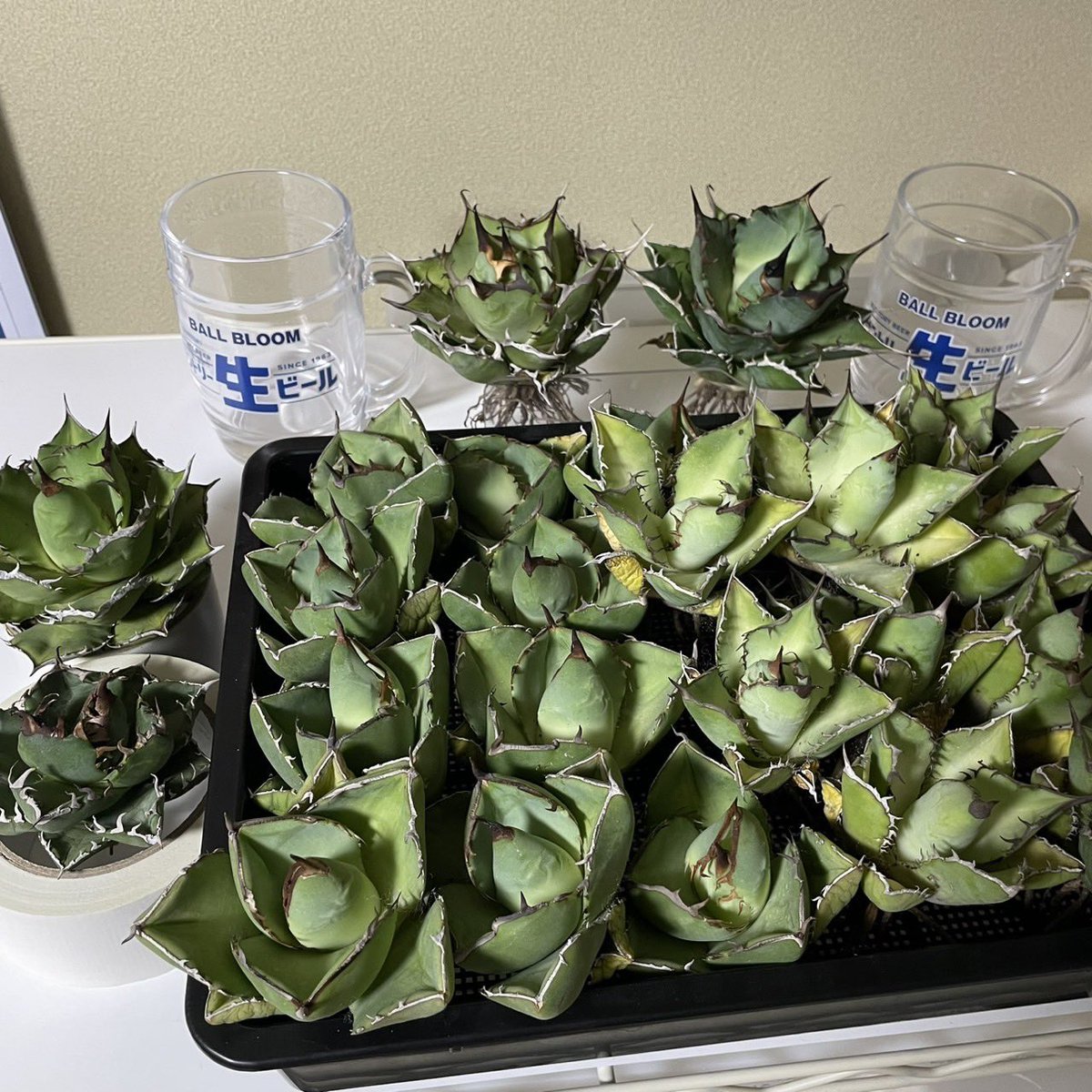 Ball Bloom tweet media