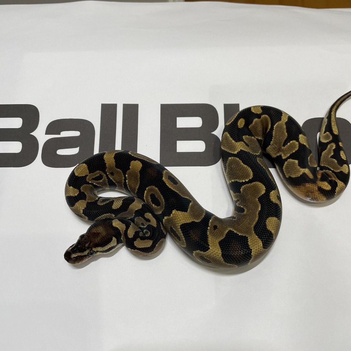 Ball Bloom tweet media