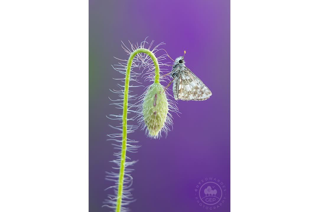 Guy Edwardes tweet media