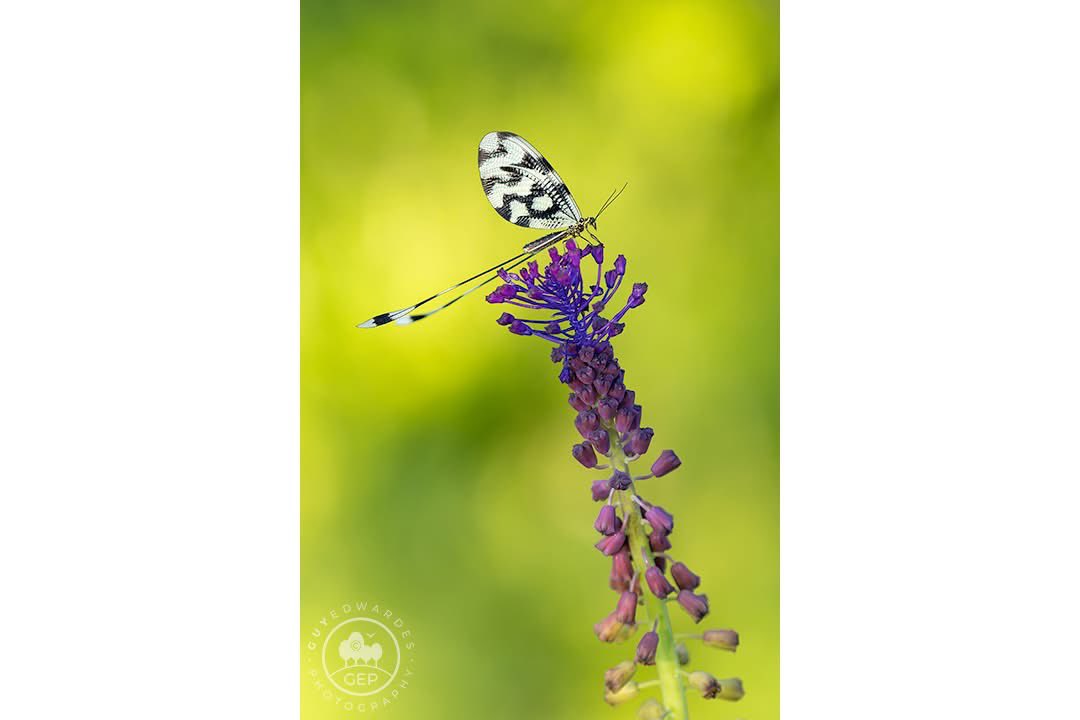 Guy Edwardes tweet media