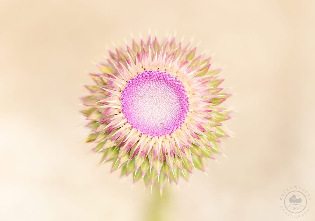 Guy Edwardes tweet media