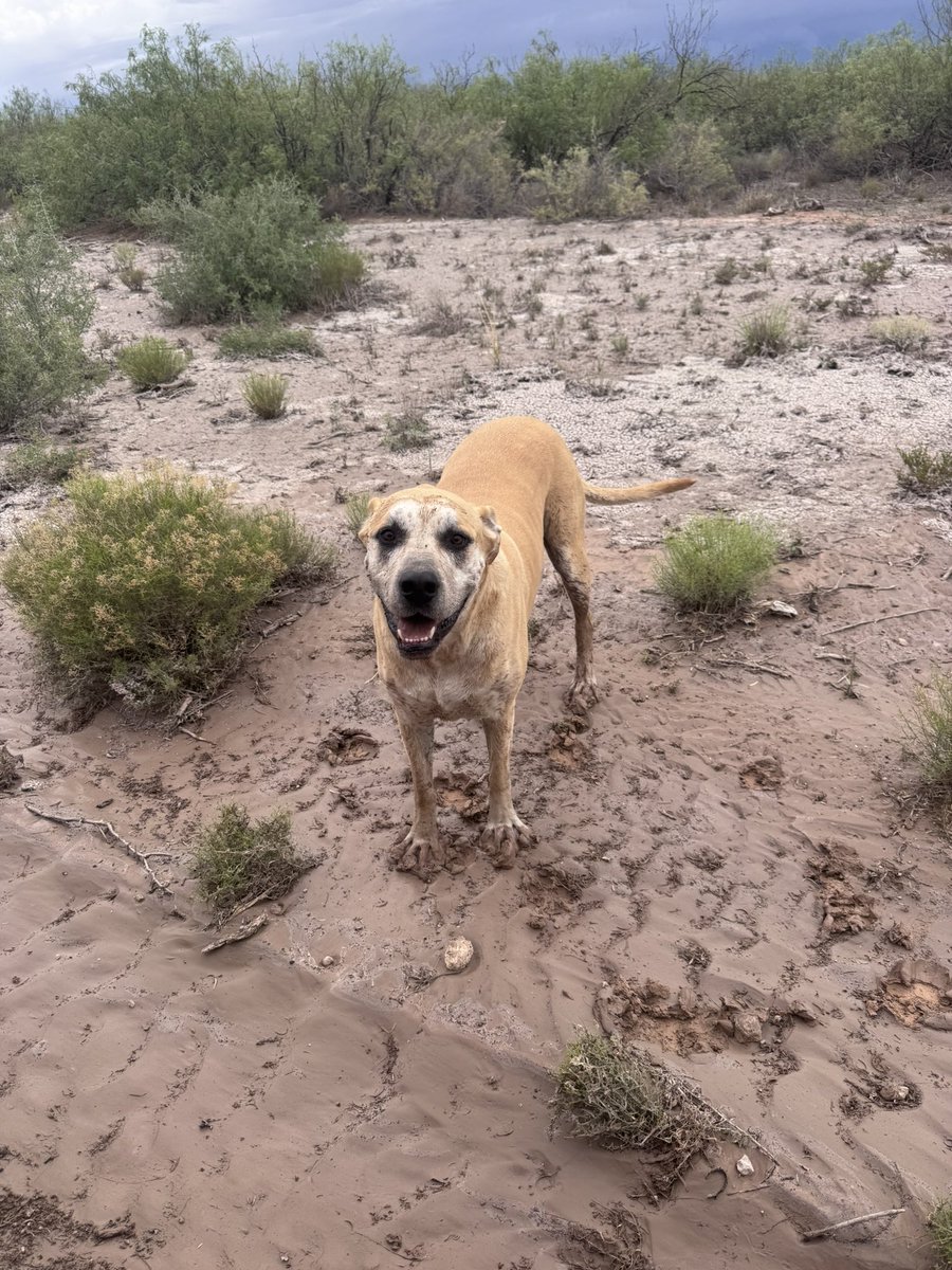 leadwpurpose14's tweet photo. Someone found a mud hole!! Shower time! Such a good boy 😁 https://t.co/07RKrsG6pO
