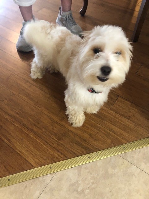 🐶 FOUND DOG – HELP US REUNITE THIS PUP WITH ITS FAMILY! 
This adorable, male Maltese was found yesterday near the Verona Library. The dog does not have any tags and is not microchipped.
If you recognize this dog or have any information about the owner, please contact VPD.
