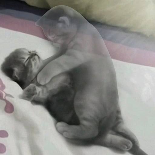 Trevel Connors tweet media