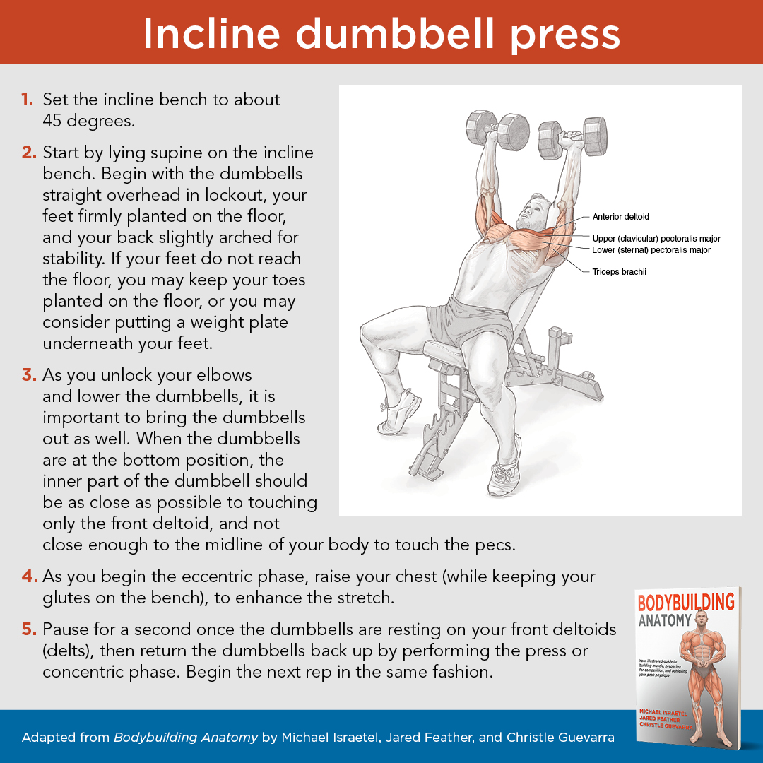 HumanKineticsEU's tweet image. There is no doubt that the incline dumbbell press is an essential chest exercise.

You can execute the incline dumbbell press perfectly by following these 5⃣ tips from Bodybuilding Anatomy.

Learn more by purchasing your copy today:

➡️ bit.ly/3Fgr5fx

#Dumbbell #Press