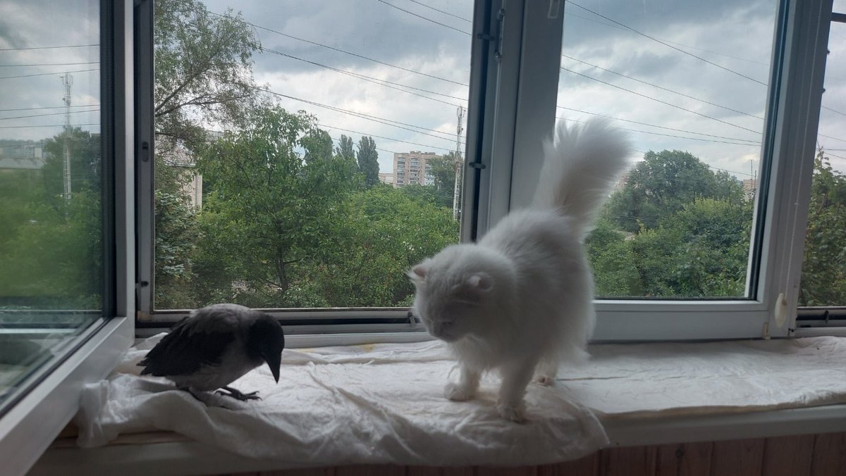 annasokol_'s tweet photo. Ликерія Петрівна шукає дім ☺️
На разі Ликерія живе на переьримці і з собаками і з котами і з вороною навіть. Але шукає дім без інших котів, це 100% 
Київ https://t.co/jRdu1gtIPk