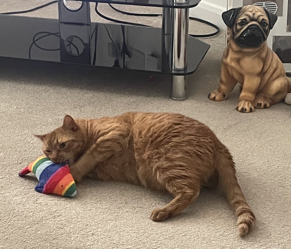 JacK_GingerCat's tweet image. 📪 Chums! There was post for me! I’ve a new toy from my favourite @clasicats - 🐠 thank you human! 😻
Have a great day all!
JacK 🐾🐾
#CatsOfTwitter #CatsOfX