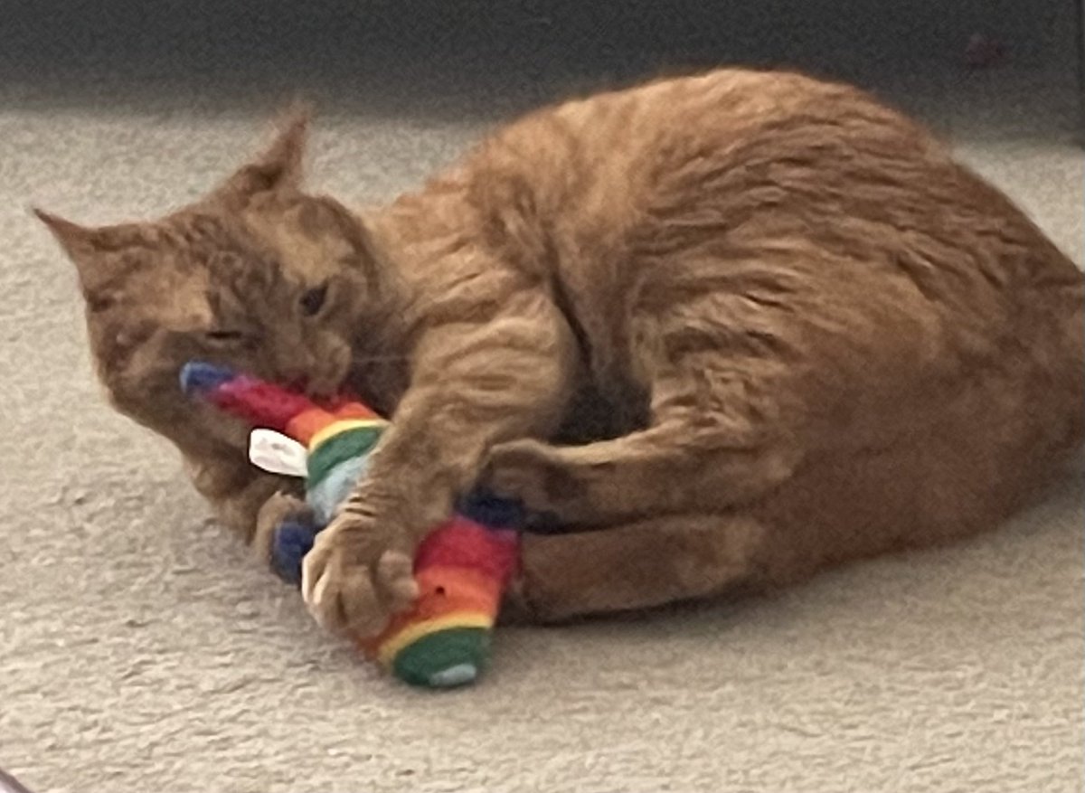 JacK_GingerCat's tweet image. 📪 Chums! There was post for me! I’ve a new toy from my favourite @clasicats - 🐠 thank you human! 😻
Have a great day all!
JacK 🐾🐾
#CatsOfTwitter #CatsOfX