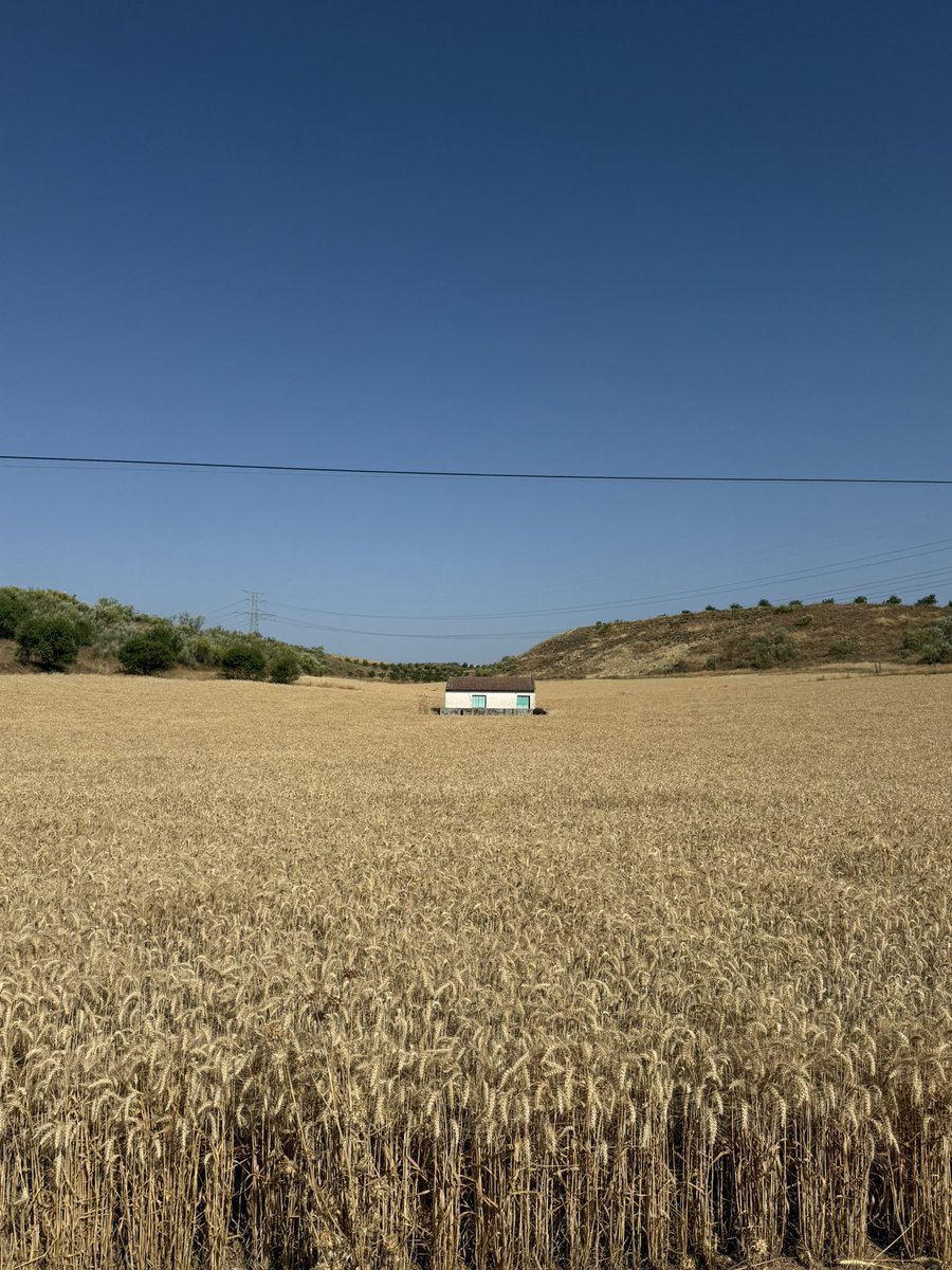 macacheifel's tweet image. Color del verano en Castilla.