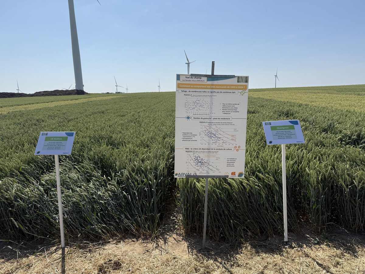 THDGrainoble's tweet image. Comment se sont comportés les blés @RegionNormandie depuis 5 ans : « Les maladies et une mauvaise alimentation azotée sont pénalisantes » #LG_Audace @Limagrain &amp;amp; #Chevignon @SaatenUnionFr en 2025 pour satisfaire le débouché principal quel sera la préconisation @Arvalisofficiel ⁉️