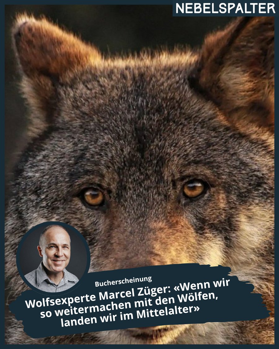 AlexReichmuth's tweet image. Soll es in der Schweiz Wölfe geben – und wenn ja, wie viele? Der Bündner Biologe Marcel Züger hat sich intensiv mit dem Thema auseinandergesetzt und seine Erkenntnisse nun in Buchform veröffentlicht. Ich habe mit ihm gesprochen.
➡️ buff.ly/j0yYzkU
