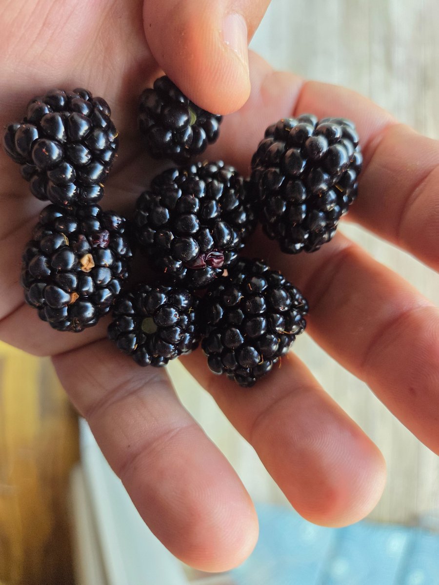 A pleasant surprise treat from the garden this morning