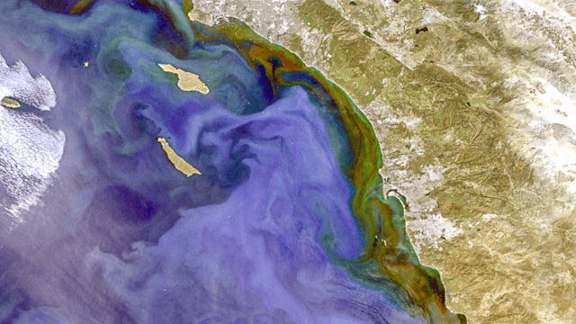 EUMETSAT Users (@eumetsat_users) on Twitter photo In early 2025 southern California was affected by a serious harmful algal bloom. Satellite data, such as that from @Copernicus_EU Sentinel-3 & others supports the monitoring & management of these blooms & their impacts bit.ly/4ndbsY0 <a href="/HayleyEversKing/">๐ฐ๐๐Dr Hayley Evers-King ๐ช๐บ๐ฌ๐ง๐ฟ๐ฆ๐ฉ๐ช</a> <a href="/brloveday/">Ben Loveday</a> In early 2025 southern California was affected by a serious harmful algal bloom. Satellite data, such as that from @Copernicus_EU Sentinel-3 & others supports the monitoring & management of these blooms & their impacts bit.ly/4ndbsY0 <a href="/HayleyEversKing/">๐ฐ๐๐Dr Hayley Evers-King ๐ช๐บ๐ฌ๐ง๐ฟ๐ฆ๐ฉ๐ช</a> <a href="/brloveday/">Ben Loveday</a>