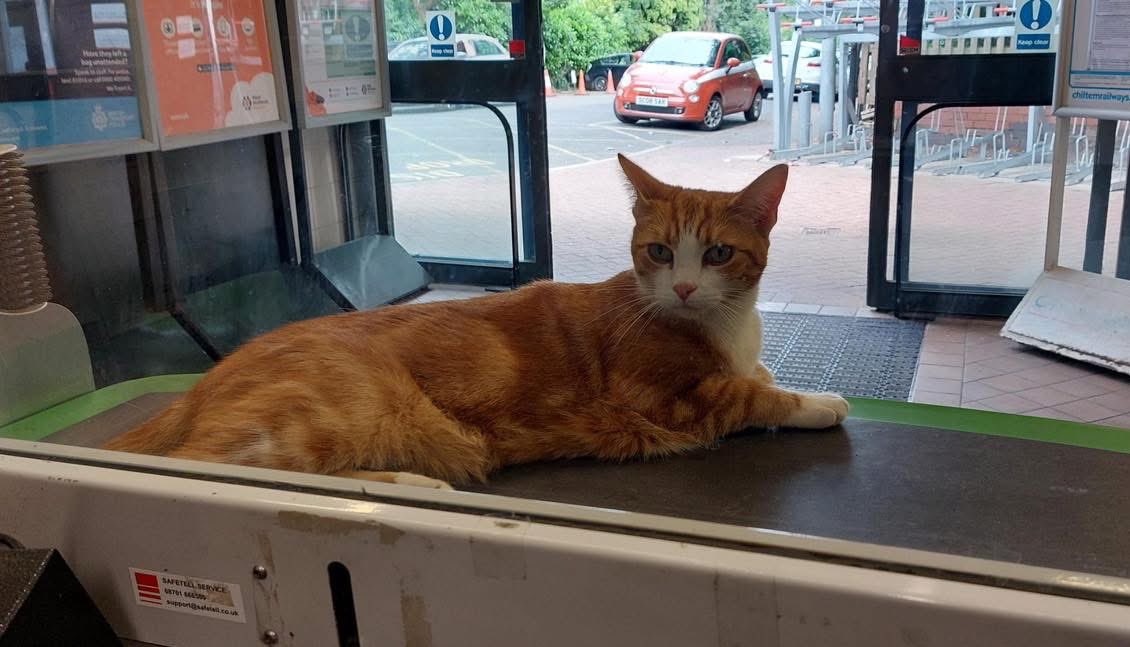 TheStourbridge's tweet photo. Meet and greet duties in the shade
The counter is exceptionally cool on my furry belly 

 #cwats #Cat #CatsOnTwitter #CatsOfTwitter https://t.co/3cNUayl2t0
