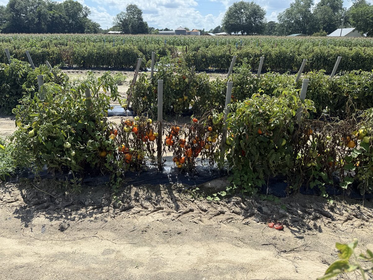 BhabeshDutta5's tweet photo. Bacterial wilt has been quite rough in Georgia this year with one more field in Souther Georgia county reported it yesterday ⁦@ugaCAESresearch⁩ ⁦@UGAExtension⁩ https://t.co/WajMRLaE3u