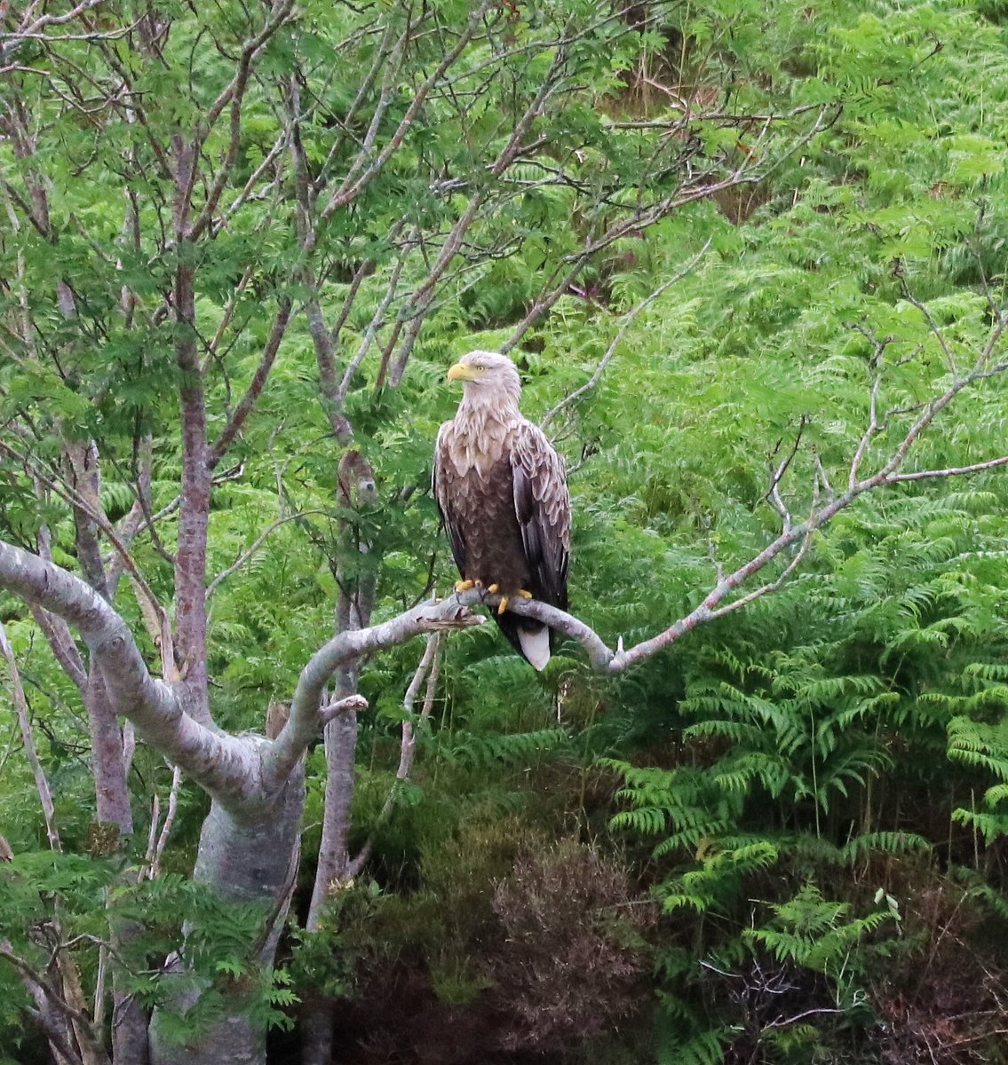 Noel H (@klondyker) on Twitter photo White Tailed Sea Eagle by Isle Martin, north of Ullapool this afternoon.
<a href="/RSPBScotland/">RSPB Scotland</a> <a href="/BBCSpringwatch/">BBC Springwatch</a> White Tailed Sea Eagle by Isle Martin, north of Ullapool this afternoon.
<a href="/RSPBScotland/">RSPB Scotland</a> <a href="/BBCSpringwatch/">BBC Springwatch</a>
