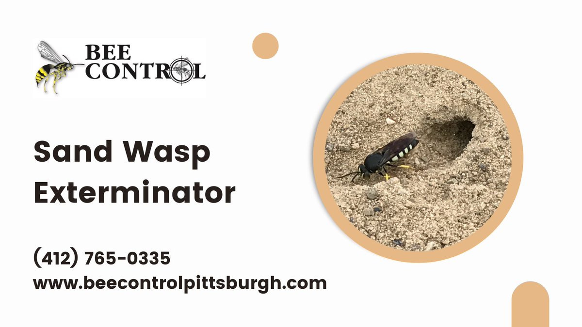 Seeing lots of sand wasps around your property? You’re not alone! These solitary insects often nest close together.

📞 Call (412) 765-0335 for a free inspection in Pittsburgh.
🔗 beecontrolpittsburgh.com/sand-wasp
#Pittsburgh #PestControl #SandWasps