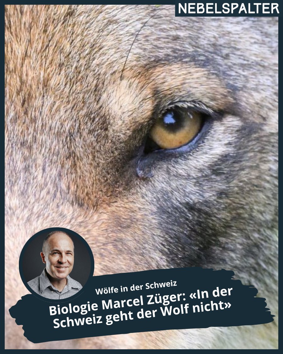 AlexReichmuth's tweet image. Der Bündner Wolfsexperte Marcel Züger legt im zweiten Teil des Interviews dar, warum Massnahmen zum Schutz von Schafherden nicht funktionieren – und was aus seiner Sicht mit den Wölfen in der Schweiz passieren soll.
➡️ buff.ly/G6S2Aht