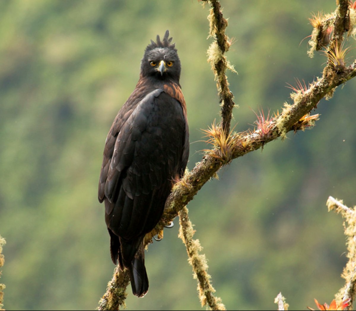 EEFelcapo's tweet photo. @1917_iskra @julitolopez Aguila poma https://t.co/pypDpPPaG9